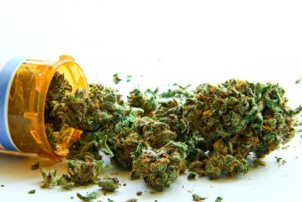 Medyczne zastosowanie marihuany 